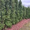 rupja-koksne5 Priežu mizas mulča | Jaukta frakcija ar koksni līdz ≈60mm