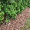 rupja-koksne6 Priežu mizas mulča | Jaukta frakcija ar koksni līdz ≈60mm